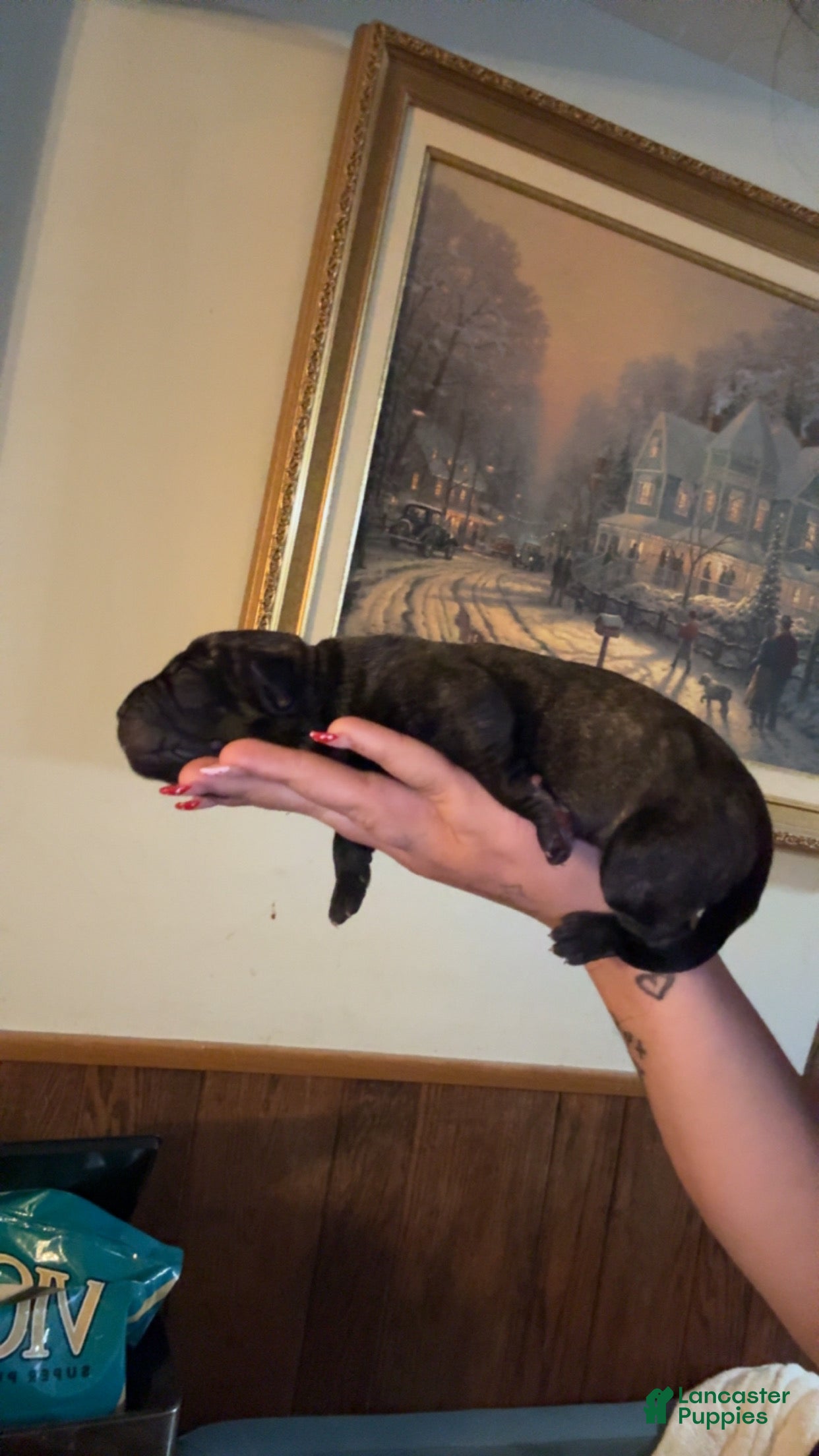 Cane Corso dogs no collar  - Ad 13