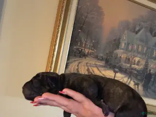 Cane Corso dogs no collar - Ad 17