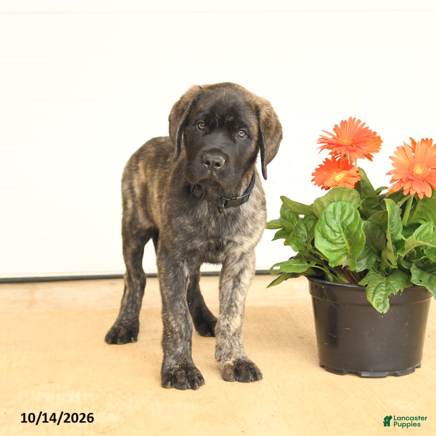English Mastiff dogs Gilbert - Ad 1