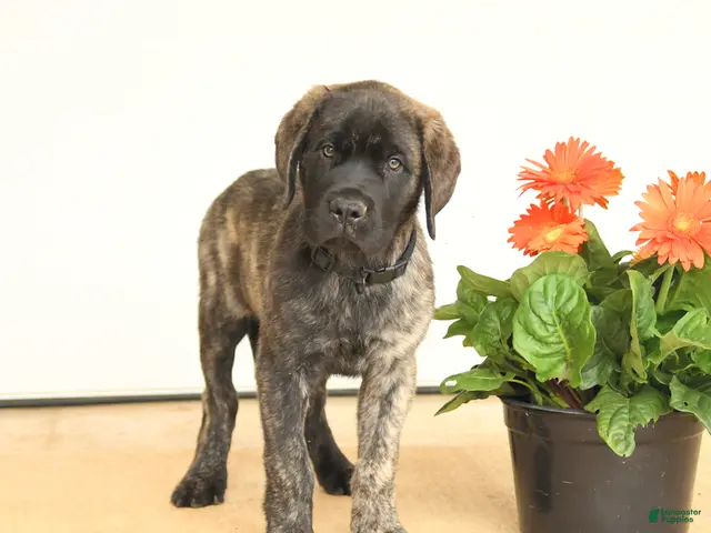 English Mastiff dogs Gilbert - Ad 1