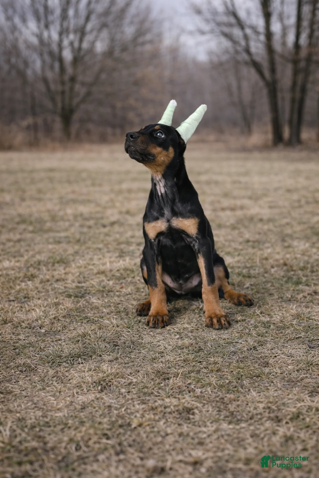 Doberman Pinscher dogs for sale: GKK Not By Faith Alone - Ad 3