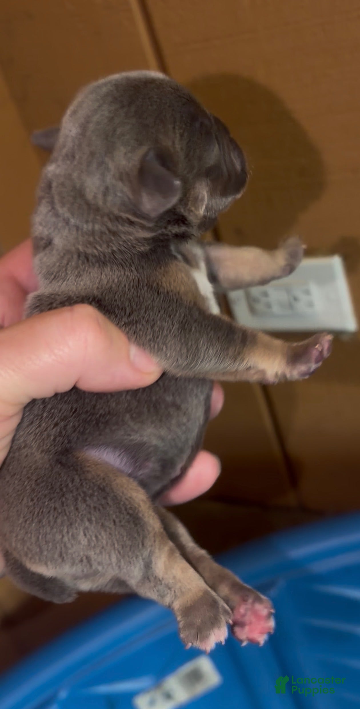 French Bulldog dogs for sale: Bitsy_Female - Ad 1