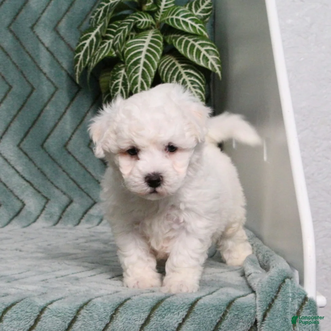 Bichon Frise dogs for sale: Jaxon - Ad 5
