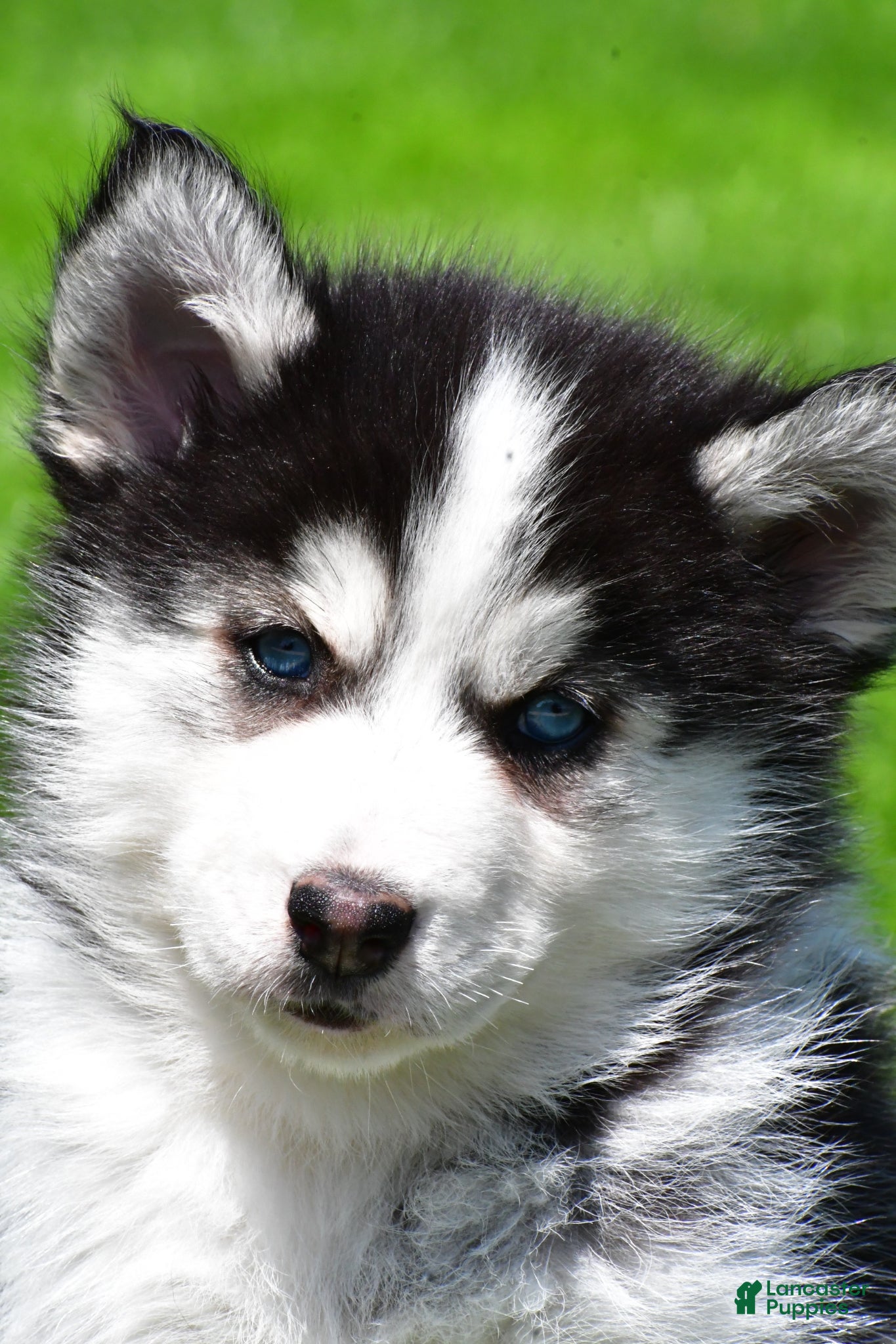 Pomsky dogs Ozzy - Ad 1