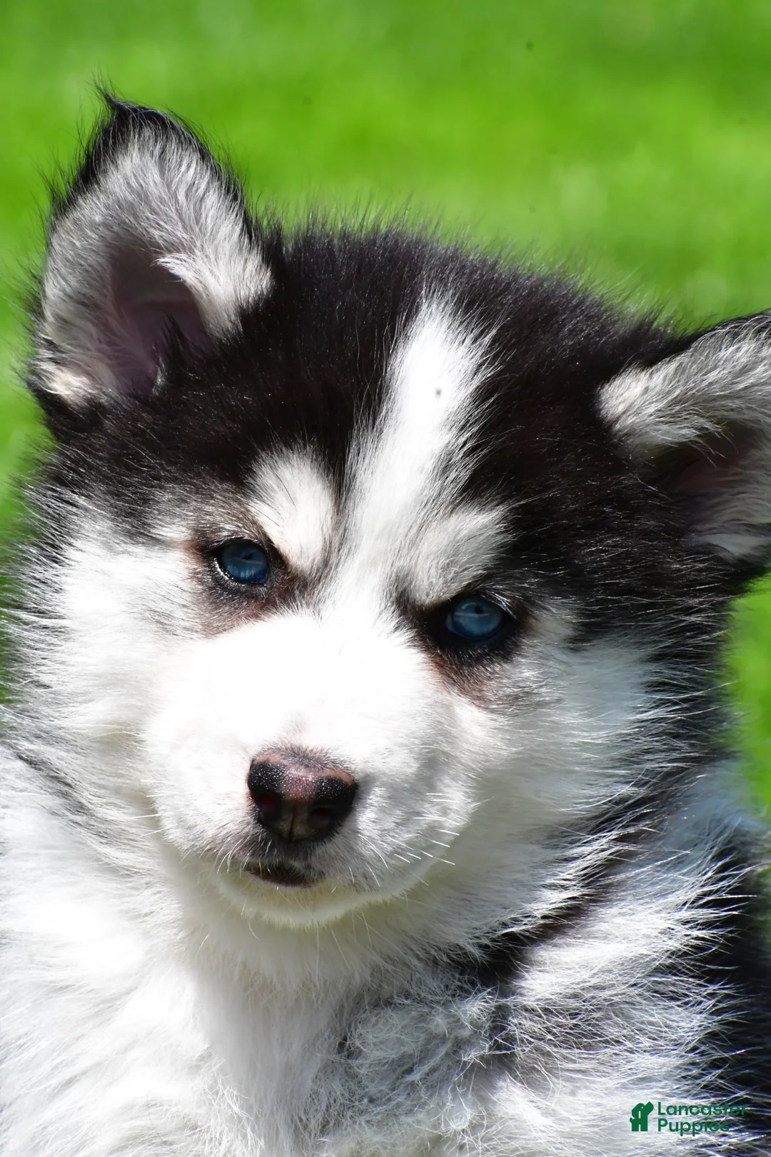 Pomsky dogs for sale: Ozzy - Ad 1