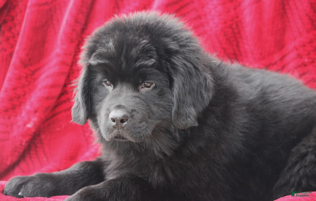 Newfoundland dogs for sale: Theo - Ad 3