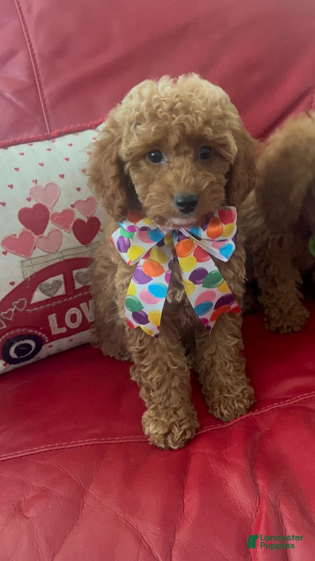 Miniature Poodle dogs for sale: Miniature Poodle 1 - Ad 2
