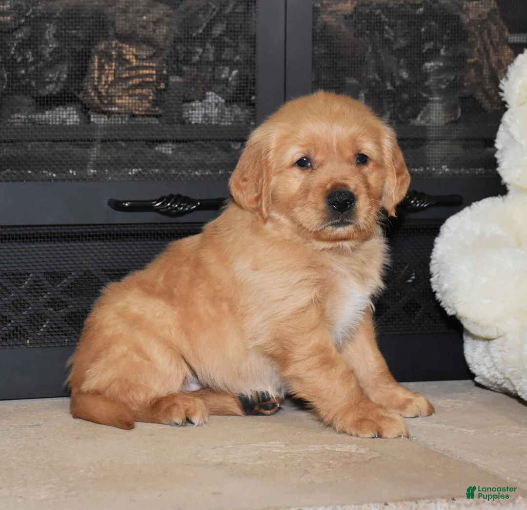Golden Retriever dogs for sale: Beckett - Ad 1