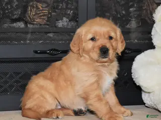 Golden Retriever dogs Beckett - Ad 39