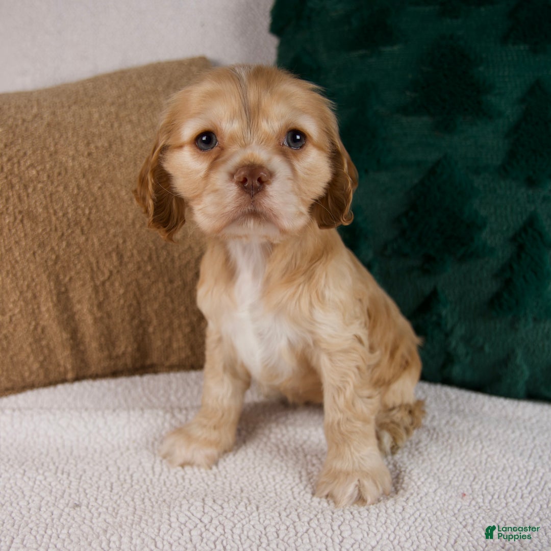 Cocker Spaniel dogs for sale: Reba - Ad 4