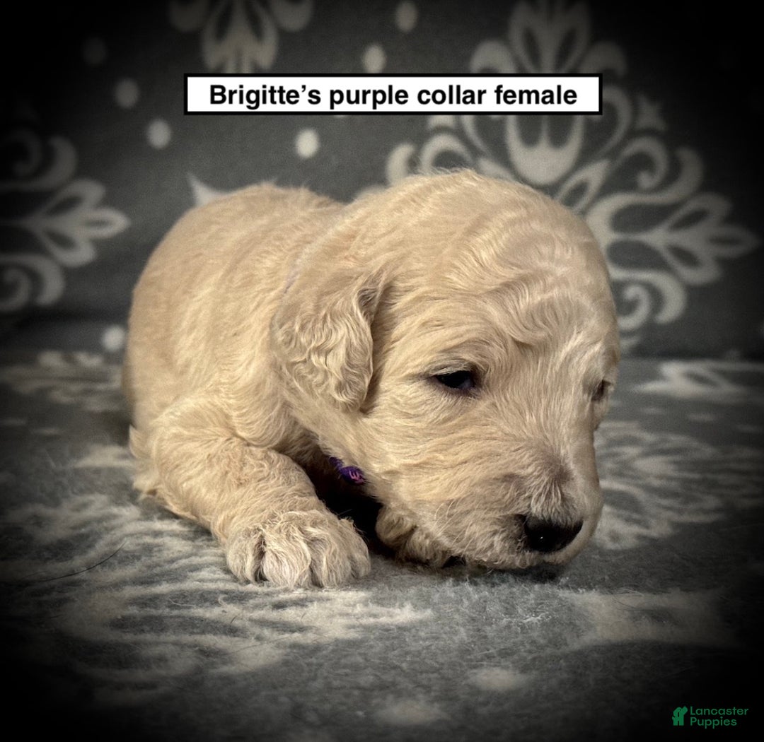 Standard Poodle dogs for sale: AKC Brigitte's Purple Collar Female - Ad 1