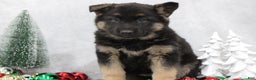 German Shepherd dogs for sale: Avery - Ad 1
