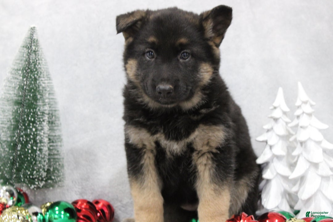 German Shepherd dogs for sale: Avery - Ad 1