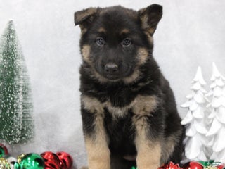 German Shepherd dogs German Shepherd Puppy 4 - Ad 7