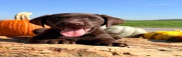 Labrador Retriever dogs for sale: Hendricks  - Ad 1