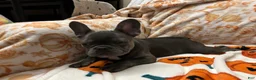 French Bulldog dogs for sale: Charlotte - Ad 7