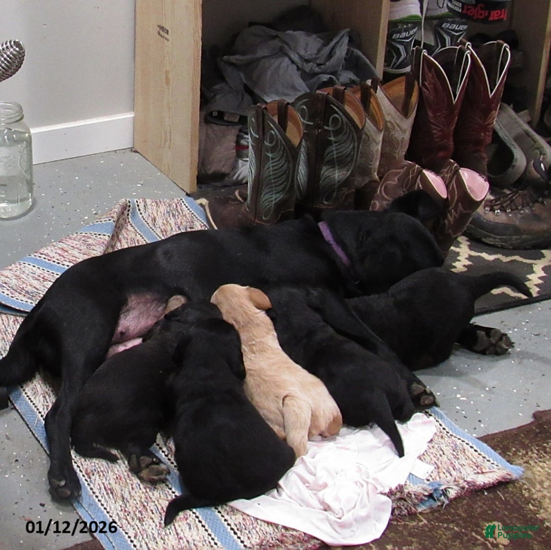 Labradoodle dogs for sale: Bailey - Ad 2