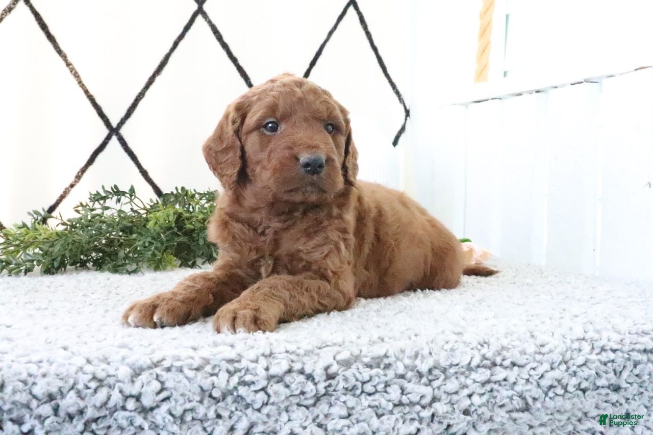 Mini Goldendoodle dogs Rusty - Ad 1
