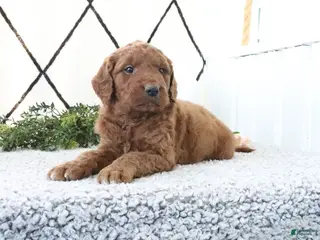 Mini Goldendoodle dogs for sale: Rusty - Ad 4