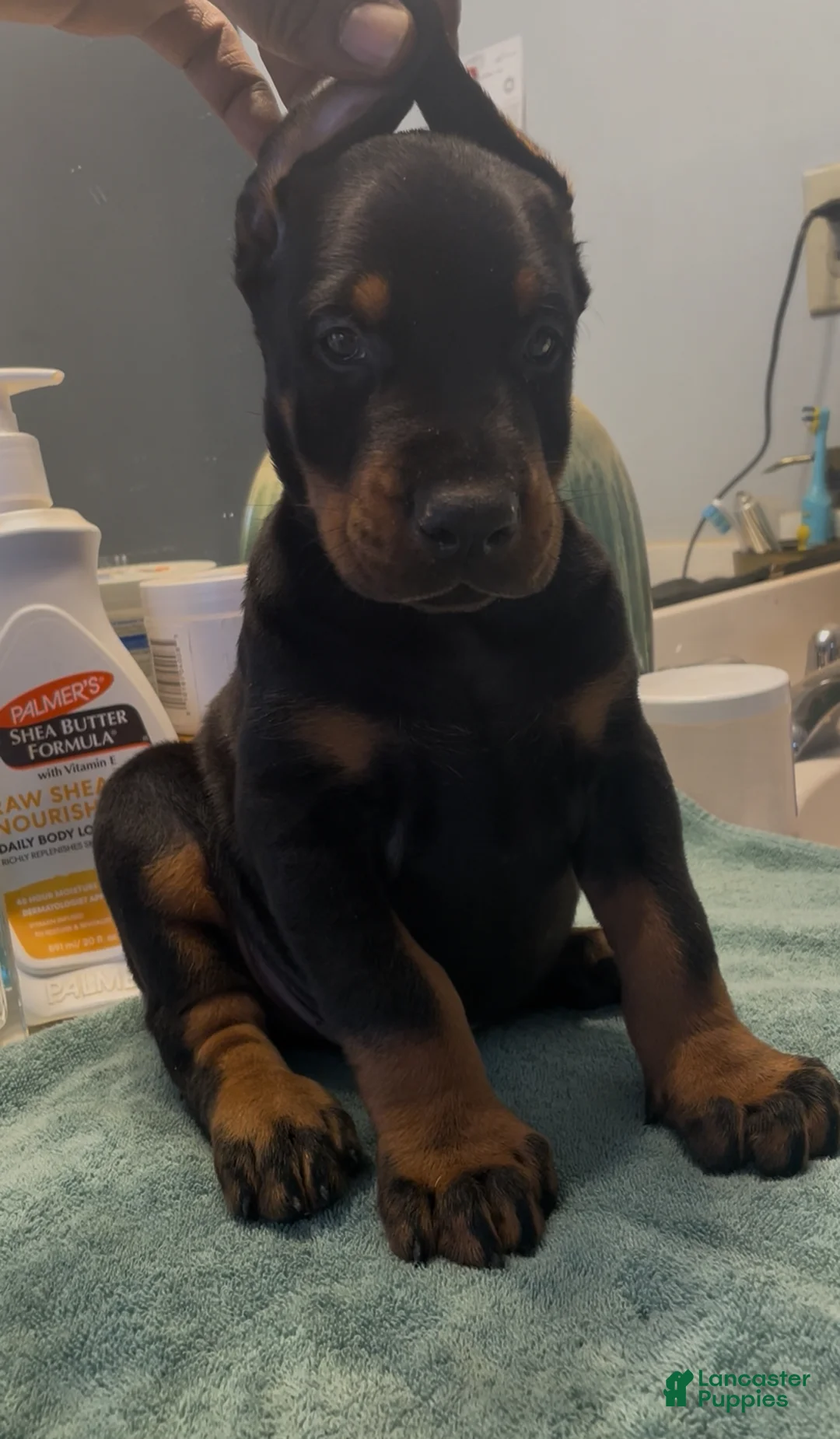 Doberman Pinscher dogs for sale: Doberman Pinscher Puppy 1 - Ad 13