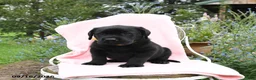 Labrador Retriever dogs for sale: Mister - Ad 3