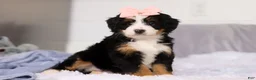 Mini Bernedoodle dogs for sale: Scarlett - Ad 3