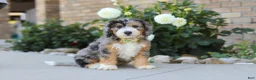 Mini Bernedoodle dogs for sale: Hunter - Ad 6