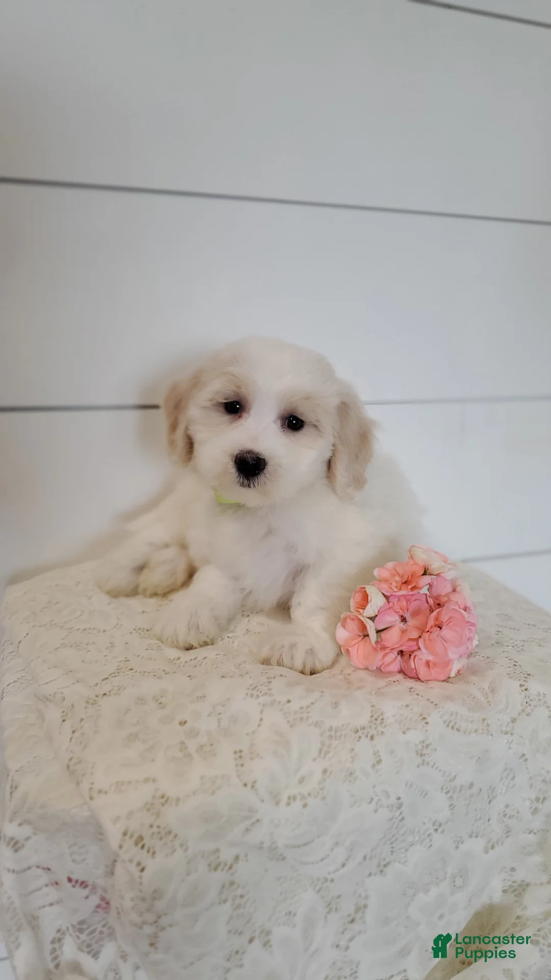 Mixed Breed dogs for sale: Sunflower  - Ad 2