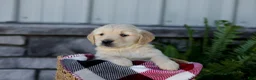 Golden Retriever dogs for sale: Blaze - Ad 6