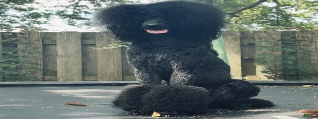 Grover