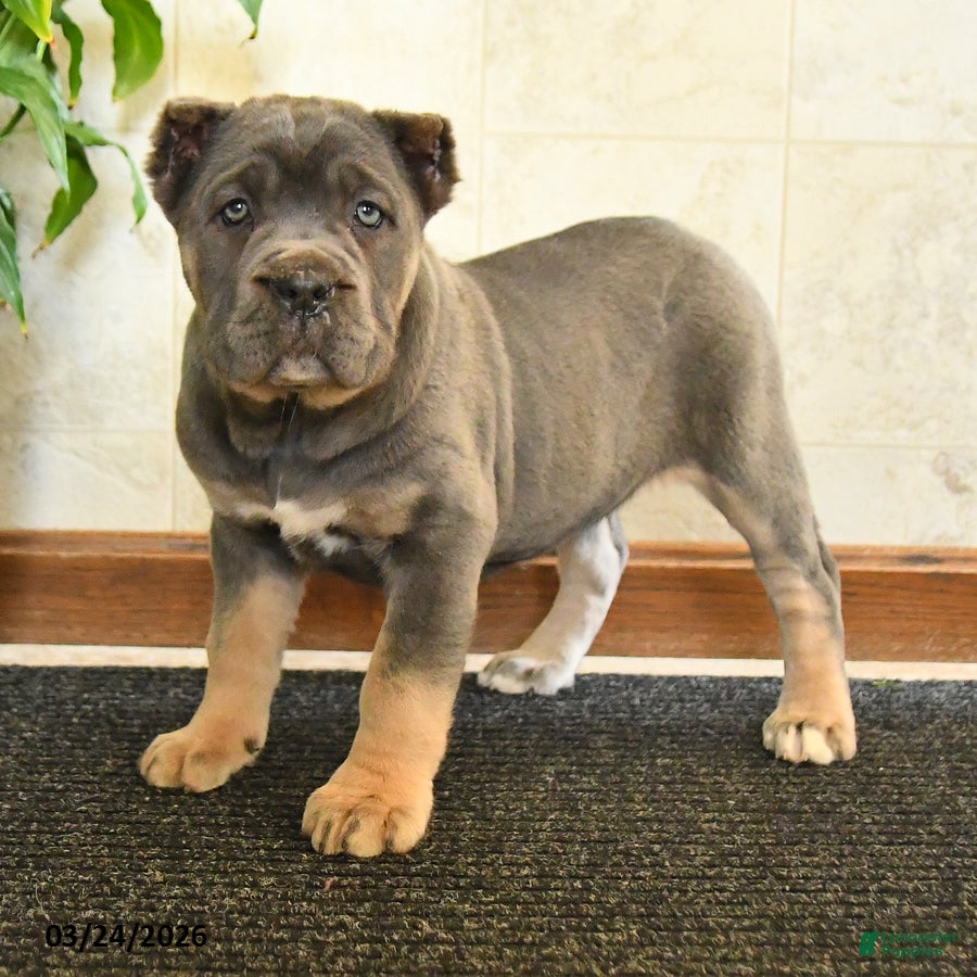 Cane Corso dogs Wilfred - Ad 2