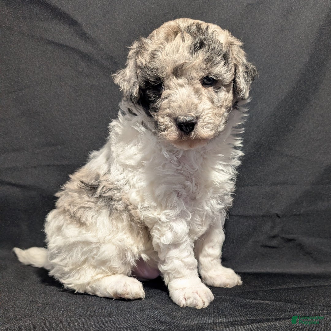 Mixed Breed dogs for sale: Connor  - Ad 6