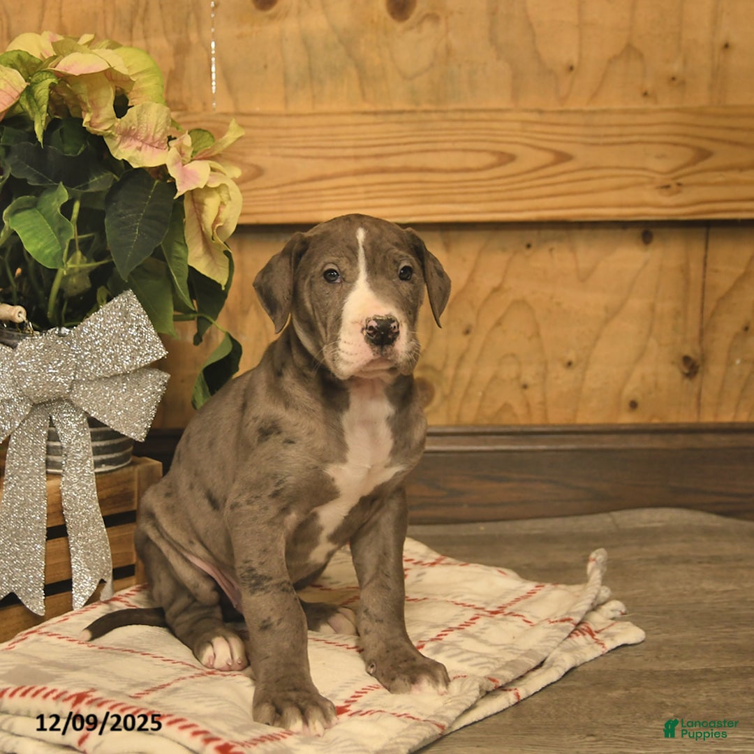 Great Dane dogs for sale: Arrow  - Ad 3