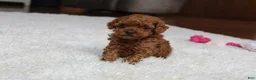Toy Poodle dogs for sale: Teacup  Ava - Ad 5