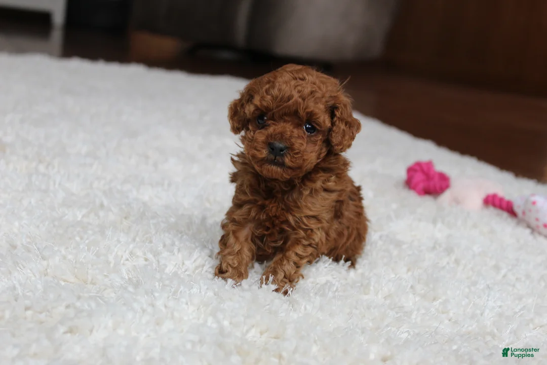 Toy Poodle dogs for sale: Teacup  Ava - Ad 5