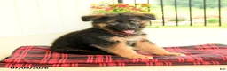 German Shepherd dogs for sale: Roland - Ad 4
