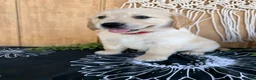 Golden Retriever dogs for sale: Grady - Ad 18