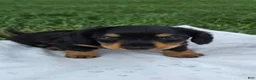 Miniature Dachshund dogs for sale: Thunder - Ad 3