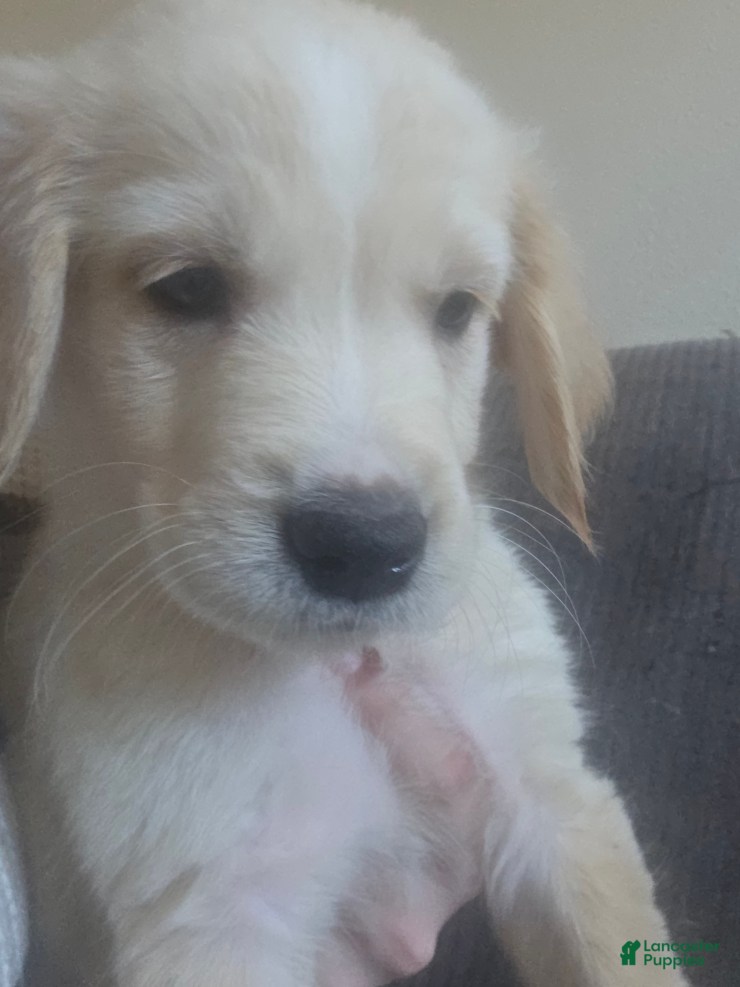 Goberian dogs Goberian Puppy 3 - Ad 1