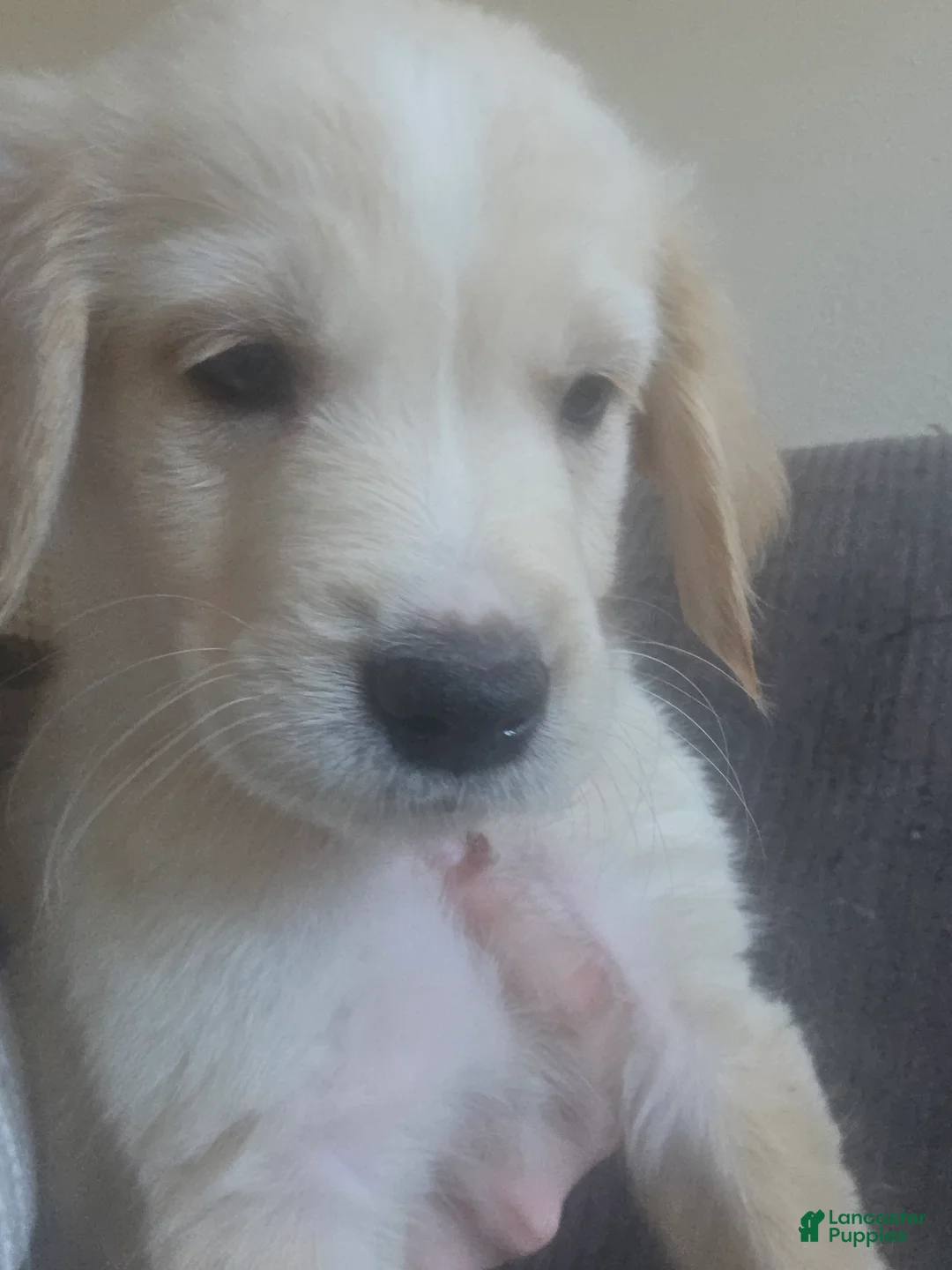 Goberian dogs for sale: Goberian Puppy 3 - Ad 1