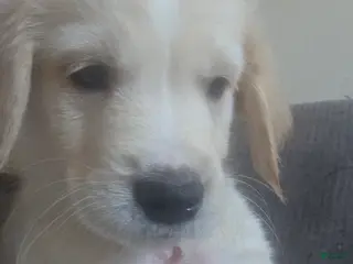 Goberian dogs Goberian Puppy 3 - Ad 1