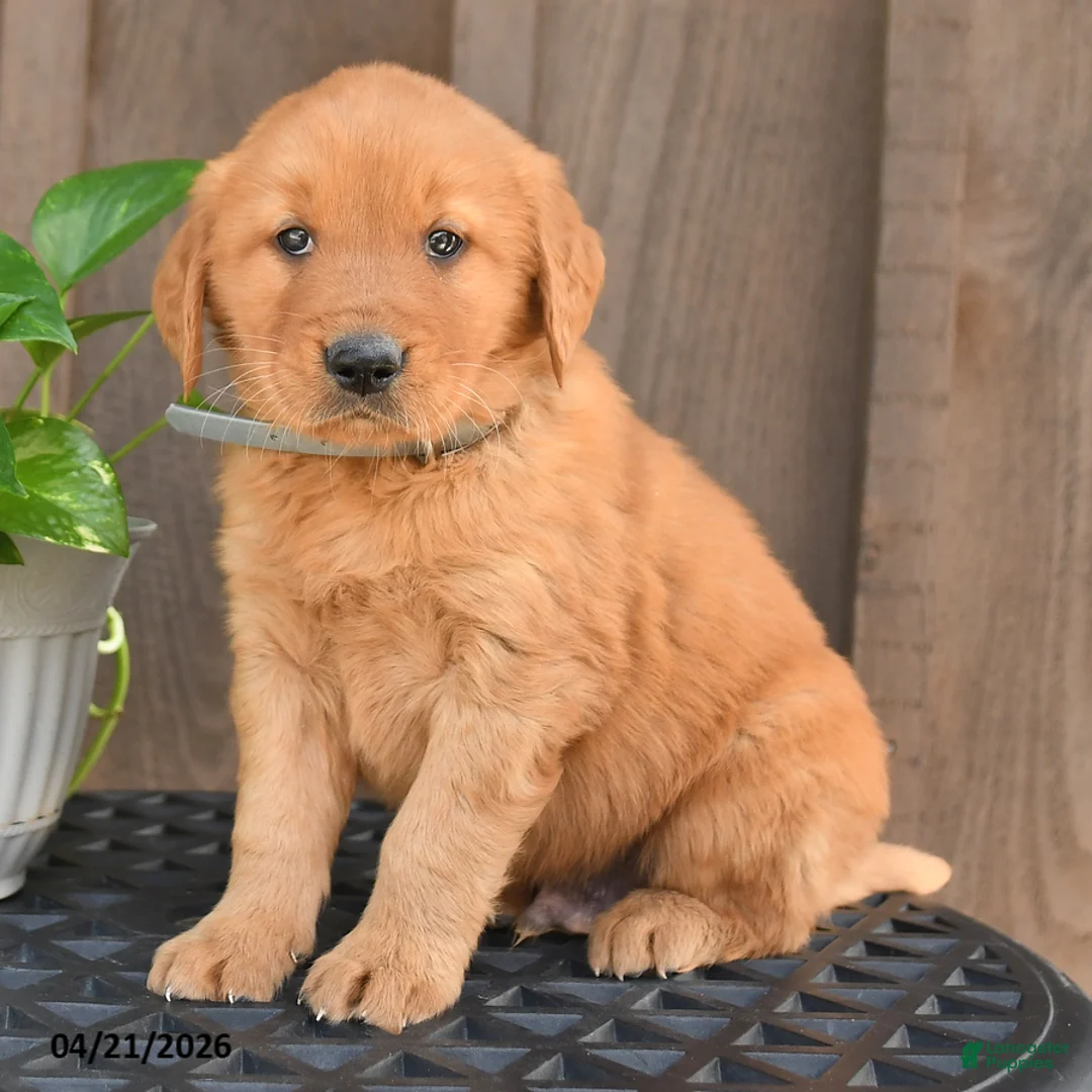 Golden Retriever dogs for sale: Rex - Ad 2