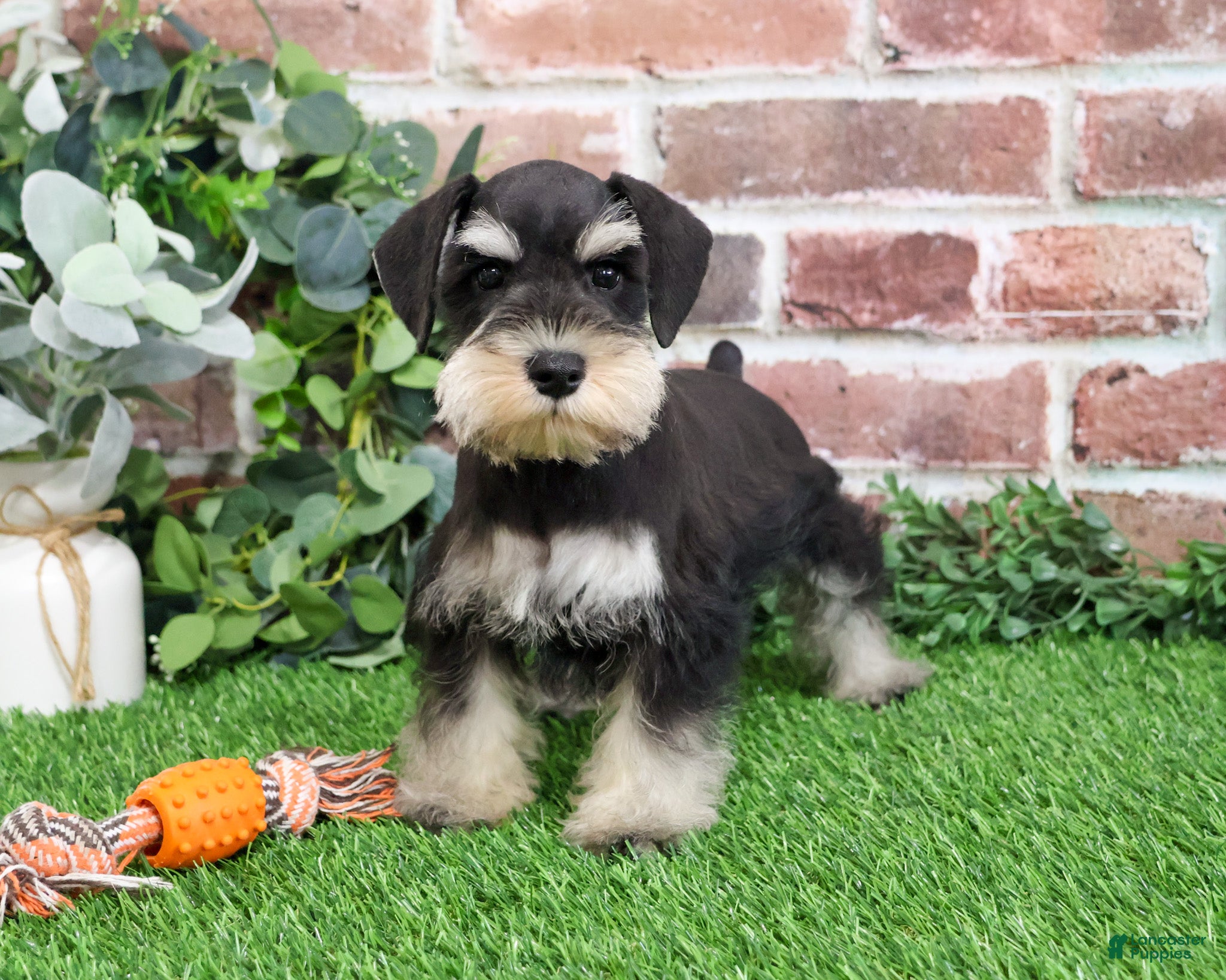 Miniature Schnauzer dogs Atlas - Ad 5