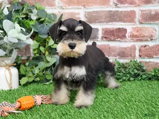 Miniature Schnauzer dogs Atlas - Ad 5