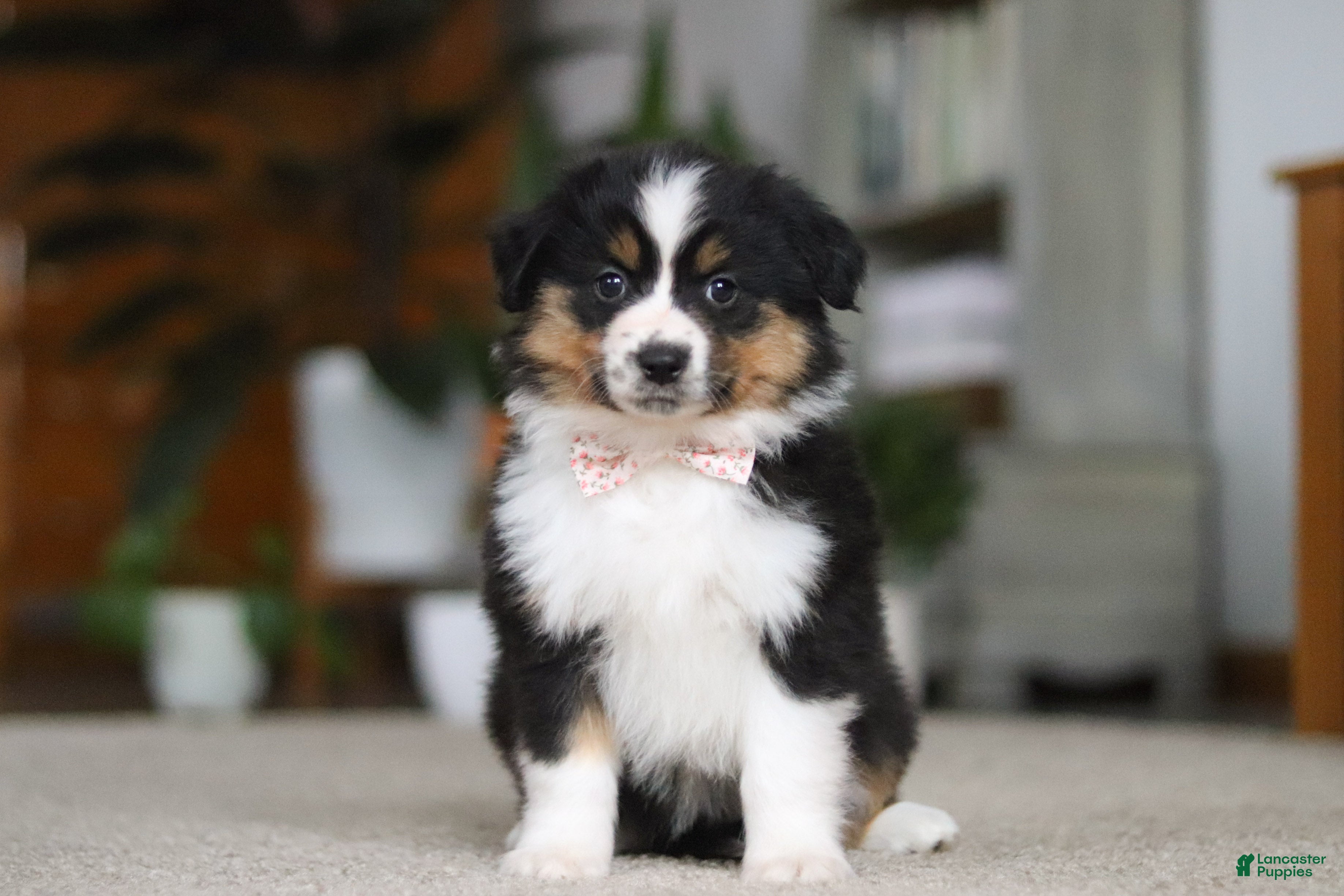 Miniature Australian Shepherd dogs Macy - Ad 2