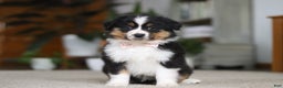 Miniature Australian Shepherd dogs for sale: Macy - Ad 2
