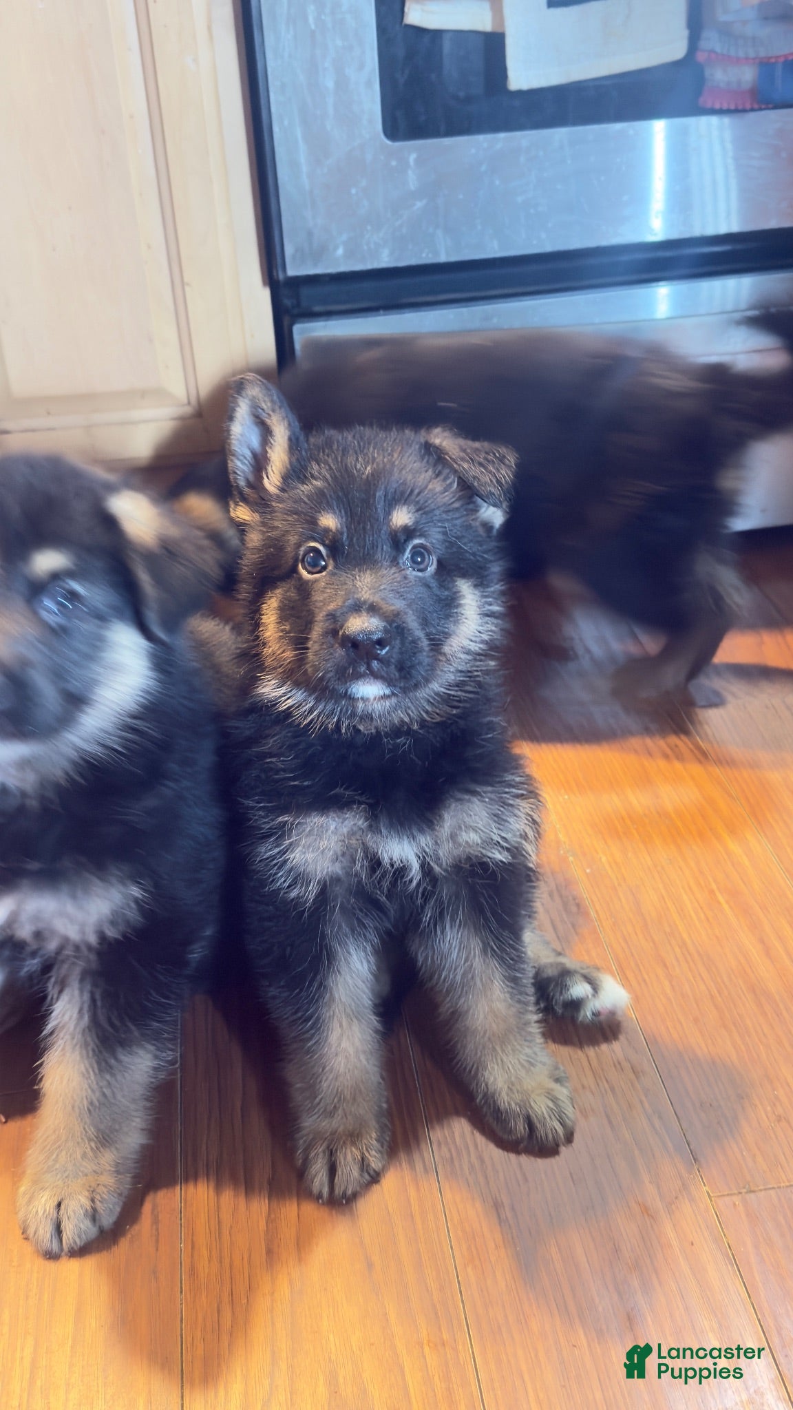 German Shepherd dogs German Shepherd 2 - Ad 10