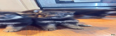 German Shepherd 2