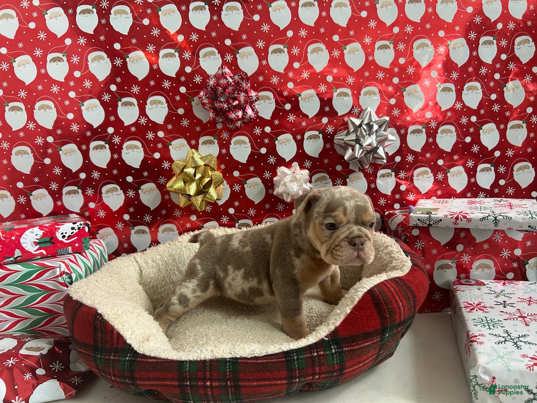 English Bulldog dogs for sale: Forest - Ad 1