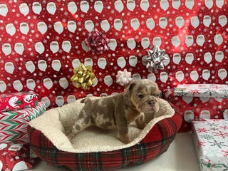 English Bulldog dogs Forest - Ad 25